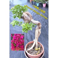 三角梅盆景🌸纸花🌸九重葛🌸 Bonsai Bougainvillea 🌸风水植物 🧧Feng Shui Plant Live plant