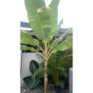 Musa Verigated 🪴pokok pisang batik Stable plant