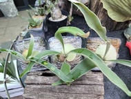 出售 P. Veitchii Wild 野銀鹿角蕨 側芽