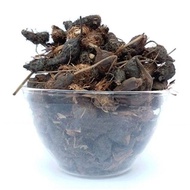 KORAI KILANGU / CYPRUS ROTUNDUS