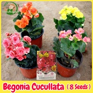 เมล็ดพันธุ์ ต้นบีโกเนีย บรรจุ 8 เมล็ด คละสี Begonia cucullata Seeds Flower Seeds for Planting เมล็ดดาดตะกั่ว เมล็ดดอกไม้ ต้นไม้มงคล บอนสี เมล็ดบอนสี บอนไซ ต้นไม้ ไม้ประดับมงคล ต้นบอนไซ พันธุ์ดอกไม้ ดอกไม้ปลูกสวยๆ แต่งบ้านและสวน ปลูกง่าย ปลูกได้ทั่วไทย