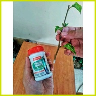 ➮ ☑️ ◈ ╯ Bougainvillea cuttings (RARE VARIETIES WITH FREEBIES) not yet rooted