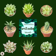 Haworthia ไม้อวบน้ำ ฮาโวเทีย หลากหลายสายพันธุ์ ⭐️5แถม1⭐️