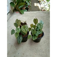 Philodendron Branditianum: Live plants