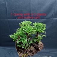 forsso | Drought-resistant Resurrection Fern Bonsai Plant