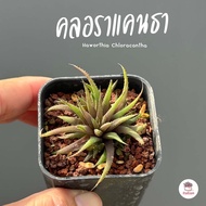 ฮาโวเทีย คลอราแคนธา Haworthia Chloracantha ไม้อวบน้ำ กุหลาบหิน cactus&amp;succulentหลากหลายสายพันธุ์