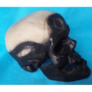 Crown Ann Human Skull Model Skull Skeleton Skeleton Skull Simulation Human Model Teaching Model