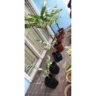 Musa Florida Banana Plant