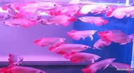 Kalimantan super red arowana 5-8inch / super red arowana / arowana super red / ikan hidup / ikan Arowana / import fish / blood red / with cert / live fish