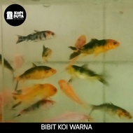 BIBIT IKAN KOI WARNA