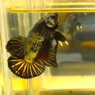 ikan cupang Avatar Coper Gold AVCG male&amp;female