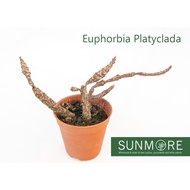 Sunmore | Euphorbia Platyclada 5.5cm pot, rare euphorbia with spotted shoots ( Succulent/Cactus )
