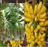 พันธุ์ ไข่กําแพงเพชร หน่อต้น กล้วย หน่อกล้วย พร้อมปลูกลงดินได้เลย จัดส่งพร้อมถุง 6 นิ้ว ลำต้นสูง 30-50 ซม ต้นไม้แข็งแรง ทุกต้น เรารับประกันจัดส่งห่ออย่างดี