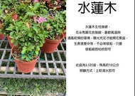 心栽花坊-水蓮木/3.5吋/綠化植物/開花植物/素材/造型樹/售價180特價150