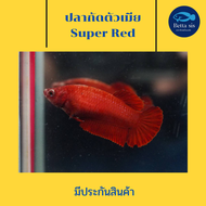 ปลากัด ซุปเปอร์ เรด ตัวเมีย พร้อมรัด ไข่แน่น ปลากัดสวยงาม Super red  มีประกันสินค้า