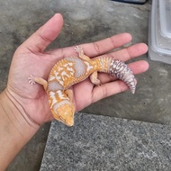 AFT / african fat tailed WO Amel