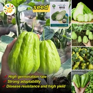 [Fast Grow] Rare Chayote Seeds for Planting (25 pcs/pack) High Yield Organic Chayote Melon Seeds F1 