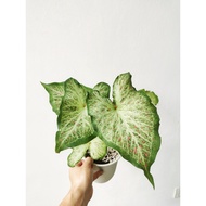 [ LES FOLIAGE -- CALADIUM ] Caladium Gingerland