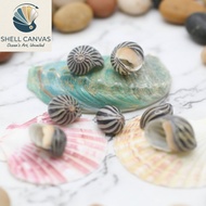 Nerite Black Striped Snail Shell - baby Hermit Snail Shell - Beautiful Snail Shell