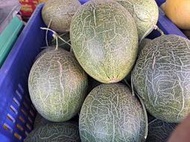 極光 卡蜜拉 哈密瓜 季節性農產品 1800