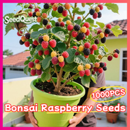 1000pcs/pack Mixed Bonsai Raspberry Seeds for Planting Fruit Trees - Fresh Raspberry Fruit Seeds Dwa