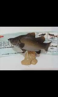 Yujin 原色淡水魚圖鑑 I No.13 Lates calcarifer