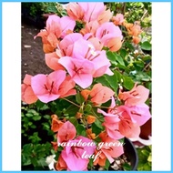 △ ♣ ▤ SALE!!! CUTTINGS ONLY!! with  (Rare Bougainvillea Cuttings)