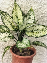 santosins aglaonema snow white or white paragon live plants