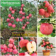 50seeds Bonsai Apple Seeds for Sale Fruit Seeds for Planting Dwarf Apple Tree Seeds Balcony Fruits P