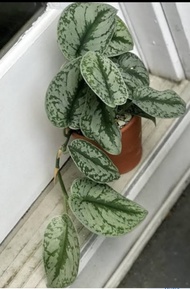 tanaman hias sirih perak / sirih silver skindapsus exotica