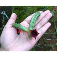 Huernia Stapelia Rosea (Cutting)