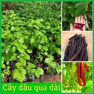 Imported TAIWAN STRAWBERRY SEEDS WITH LONG FRUITS