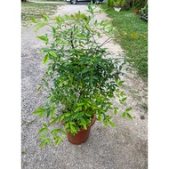 H2O - Nandina Domestica XL (2Ft OH) Live Plant