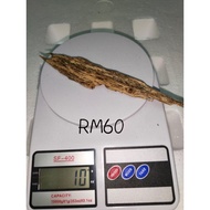 GAHARU ASLI Aquilaria Malaccensis Teras 100% semulajadi original