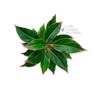 ♞,♘AGLAONEMA  PINK Chinese Evergreen rooted &amp; Potted plants indoor plants