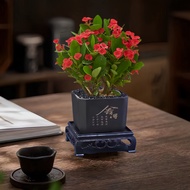 Hutongmei Iron Begonia Four Seasons Blooming Succulent Plant Indoor Outdoor Easy to Grow Green Plant