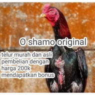 telur ayam Bangkok o shamo original