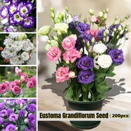 200seeds Assorted Colours Eustoma Grandiflorum Flower Seeds for Sale Potted Eustoma Lisianthus Flowe
