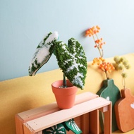 【DIY】俄羅斯刺繡材料包. 桌上的小毛觀葉+教學影片