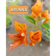 SALE!!RARE ROOTED BOUGAINVILLEA
