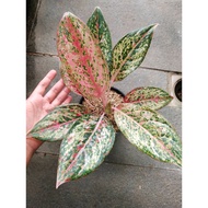 Sindo - Aglaonema Coconut Deligth Live Plant KSPQBM29PK