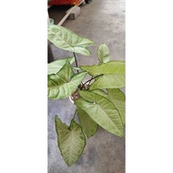 Syngonium/Pokok Keladi/caladium/Live Plant/White butterfly