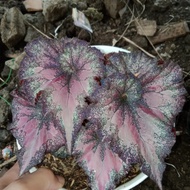 tanaman begonia keong warna