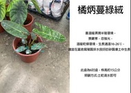 心栽花坊-橘炳蔓綠絨/蔓綠絨/6吋/觀葉植物/室內植物/綠化植物/售價3000特價2400