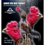 Ayam Bangkok Aduan Asli pakhoy mix Ganoi telur tetas