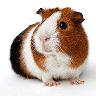 Gojek Grab. Jual marmut MURAH guineapig gunea pig Marmoot Lokal hias