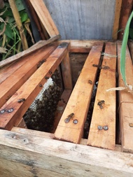 apis cerana penghasil madu ternakan sendiri koloni betah aman ratu ada