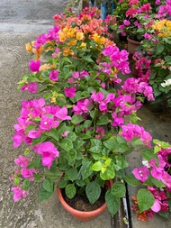 Bougainvillea flower Various colour selection medium pot flower real live plant free extra organic fertilizer 0.5kg free doorstep delivery