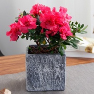 [Hot Selling] Pokok Bunga Merah Azalea/ RED AZALEA Rhododendron Live Plant #blaconygarden