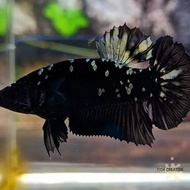 ikan cupang avatar cooper gold betina medium